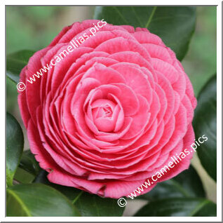 Camellia Japonica 'Duarte de Oliveira'