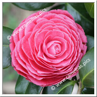 Camellia Japonica 'Duarte de Oliveira'
