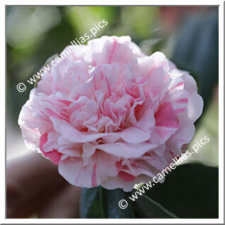 Camellia Japonica 'Duc de Brabant'