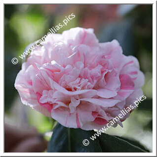 Camellia Japonica 'Duc de Brabant'