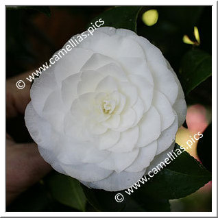 Camellia Japonica 'Duchessa di Montpensier'