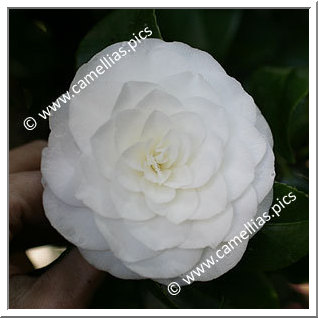Camellia Japonica 'Duchessa di Montpensier'