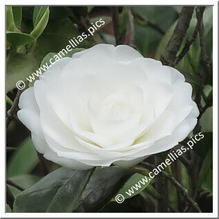 Camellia Japonica 'Duchesse de Berry'