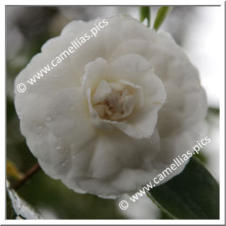 Camellia Japonica 'Duchesse de Berry'