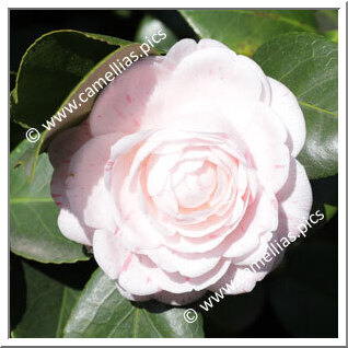 Camellia Japonica 'Duchesse de Nassau'