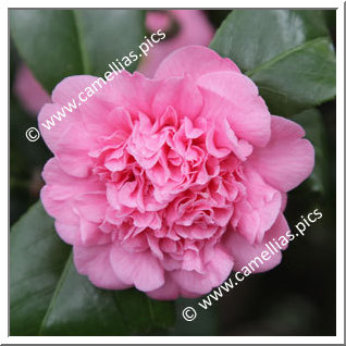 Camellia Japonica 'Duchesse de Rohan'