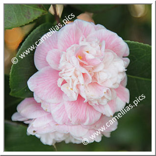 'Duchesse Decazes'