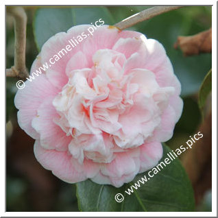Camellia Japonica 'Duchesse Decazes'