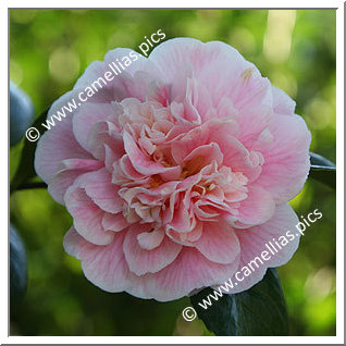 Camellia Japonica 'Duchesse Decazes'