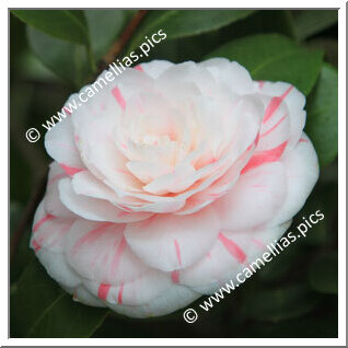 Camellia Japonica 'Duchesse d'Orléans'