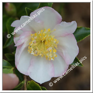 Camellia Sasanqua 'Duffy Allan'