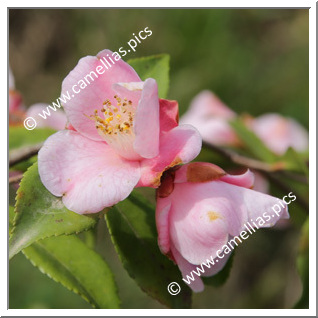 Camellia Hybride 'Duftglöckchen'
