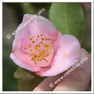 Camellia Hybrid 'Duftglöckchen'