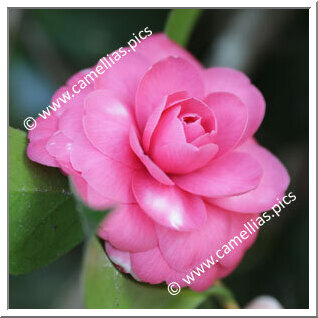 Camellia Japonica 'Durazzo 1°'