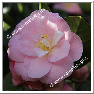 Camellia Japonica 'Président Philippe Duteil'