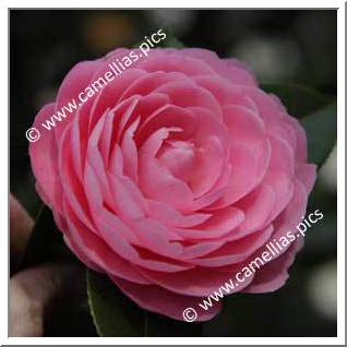 Camellia Hybrid C.x williamsii 'E.G. Waterhouse'