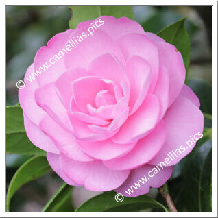 Camellia Hybride C.x williamsii 'E.G. Waterhouse'