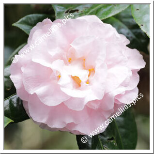 Camellia Japonica 'Easter Morn'