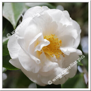 Camellia Japonica 'Ecclefield '