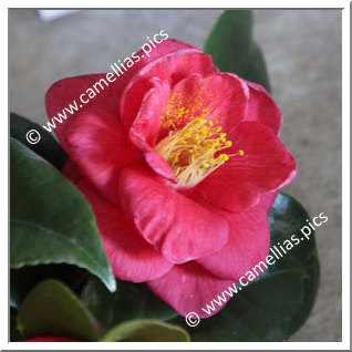 Camellia Japonica 'Doctor Ecorchard'