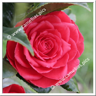 Camellia Japonica 'Ed Combatalade'