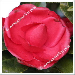 Camellia Japonica 'Ed Combatalade'