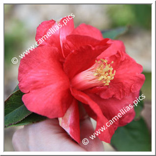 Camellia Reticulata 'Eden Queen'