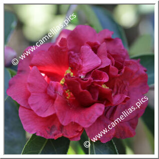 Camellia Reticulata 'Eden Queen'