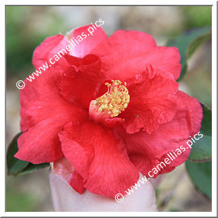 Camellia Reticulata 'Eden Queen'