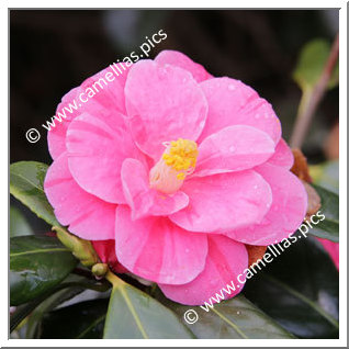 Camellia Japonica 'Edit de Nantes'
