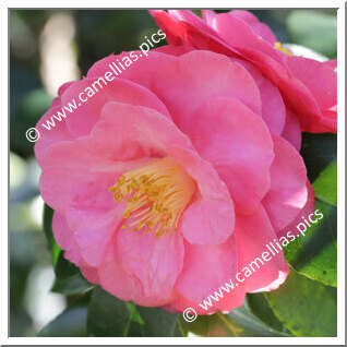 Camellia Japonica 'Edith Linton'