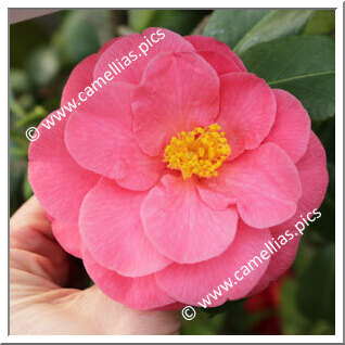 Camellia Japonica 'Edith Linton'