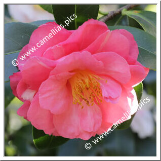 Camellia Japonica 'Edith Linton'