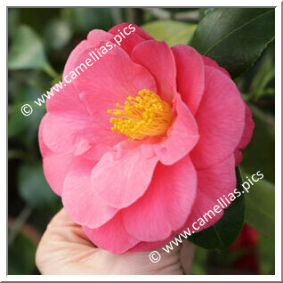 Camellia Japonica 'Edith Linton'