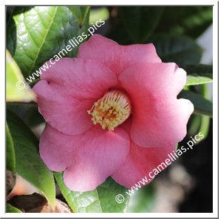 Camellia Botanique 'C. edithae'