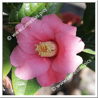 Camellia Botanique C. edithae