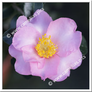 Camellia Sasanqua 'Edna Butler'