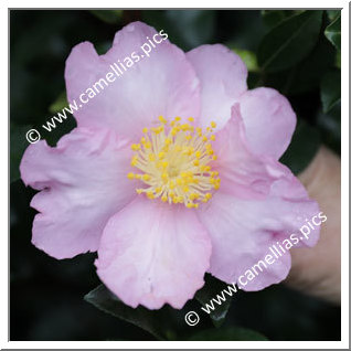 Camellia Sasanqua 'Edna Butler'