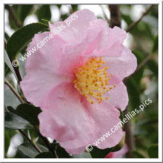 Camellia Sasanqua 'Edna Butler'