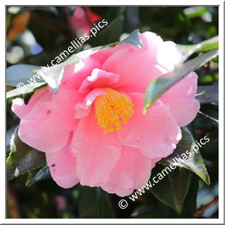 Camellia Sasanqua 'Egao'