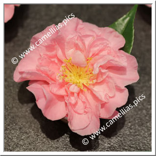 Camellia Sasanqua 'Egao Corkscrew'