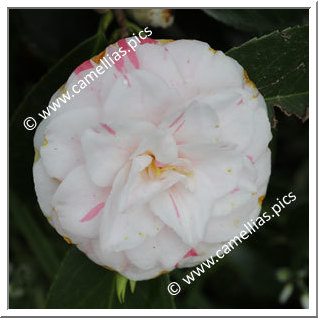Camellia Japonica 'Egas Moniz'