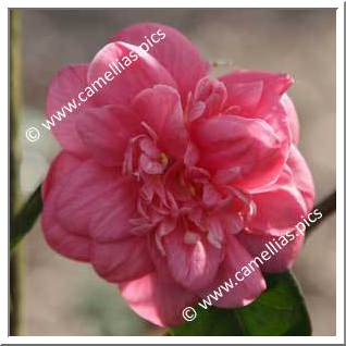 Camellia Japonica 'Egeria'