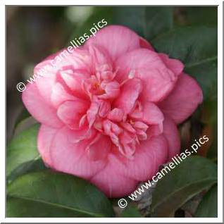 Camellia Japonica 'Egeria'