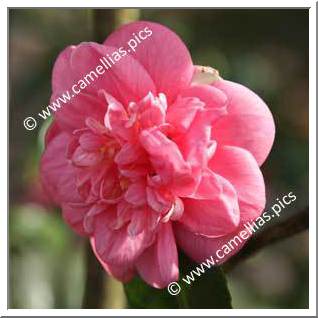 Camellia Japonica 'Egeria'