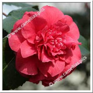 Camellia Japonica 'General Dwight Eisenhower'