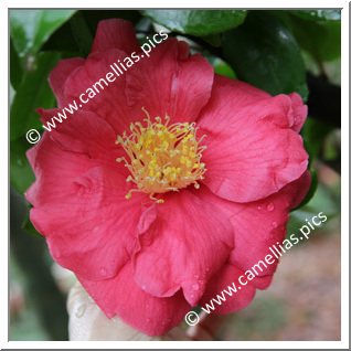 Camellia Japonica 'El Matador'