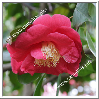 Camellia Japonica 'El Matador'