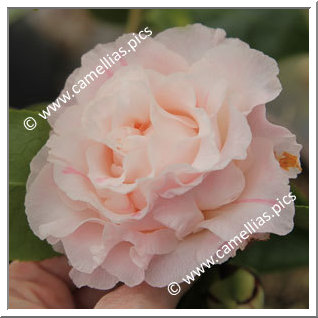 Camellia Japonica 'Elaine's Betty'