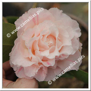 Camellia Japonica 'Elaine's Betty'